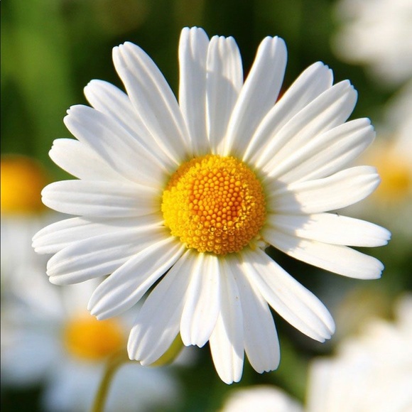 Meet your Posher - Picture 1 of 2